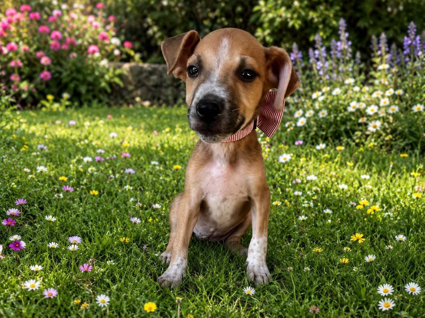 Adozione cane, maschio, Razza sconosciuta Razza sconosciuta, 3 mesi, taglia media contenuta, Siracusa