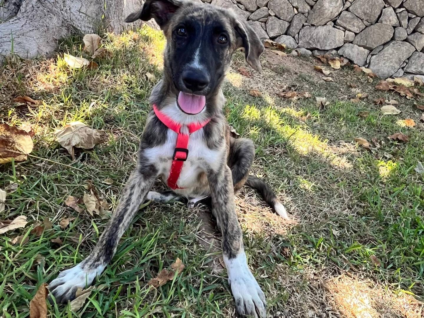 Adotta un cane, maschio, 5 mesi, Siracusa