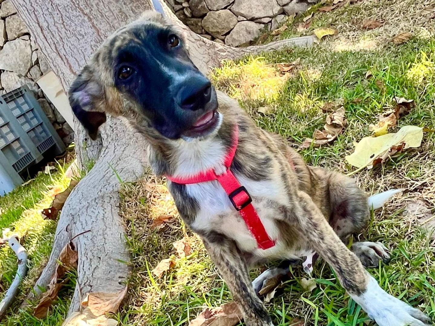 Adotta un cane, taglia grande, maschio, Siracusa