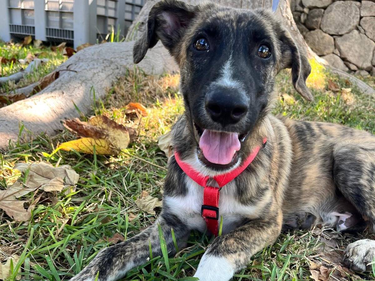 Adozione cane, maschio, Razza sconosciuta Razza sconosciuta, 5 mesi, taglia grande, Siracusa