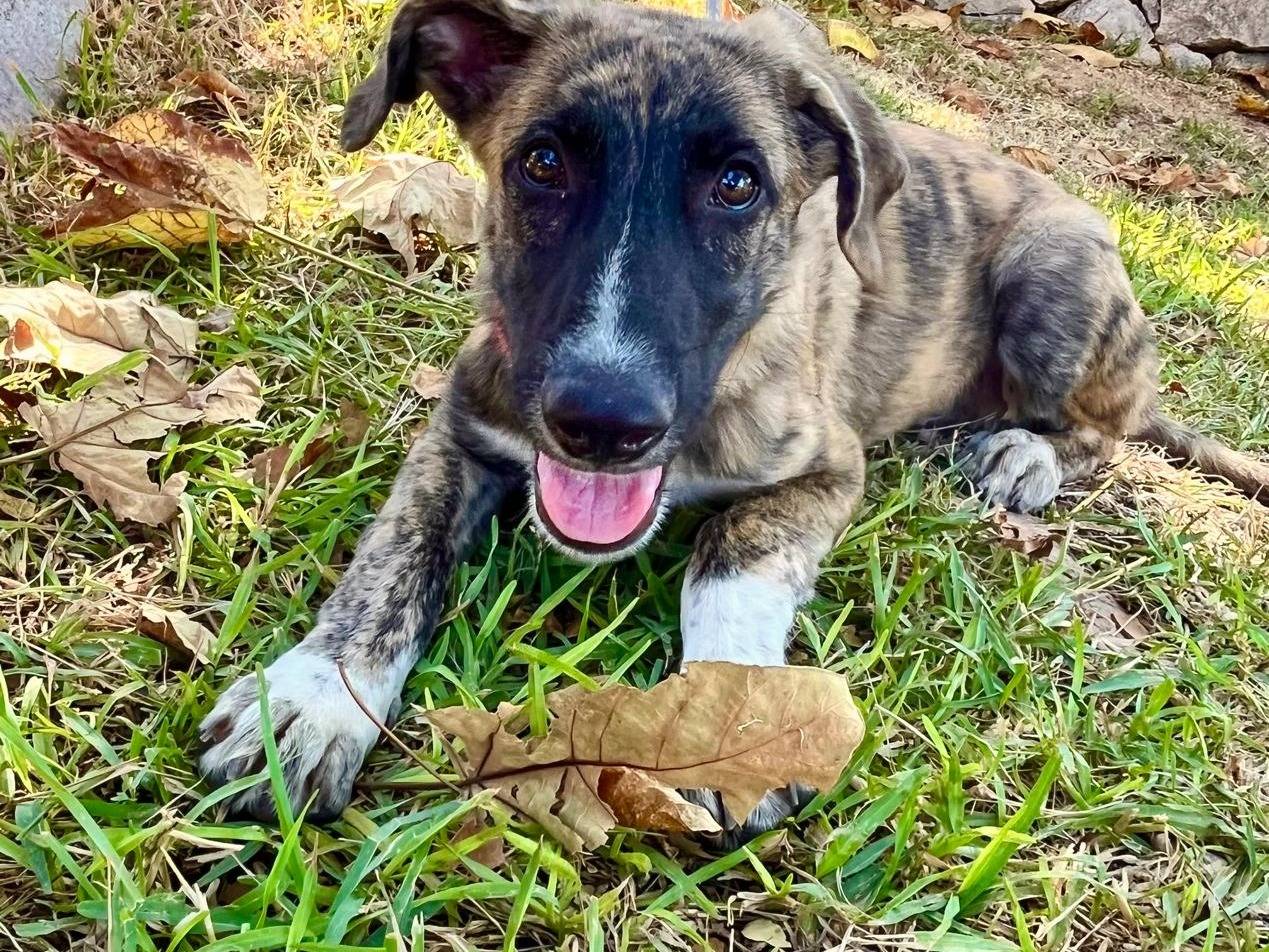 Vuoi adottare un cane a Siracusa?