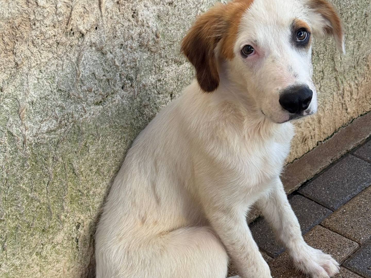 Vuoi adottare un cane a Salerno?