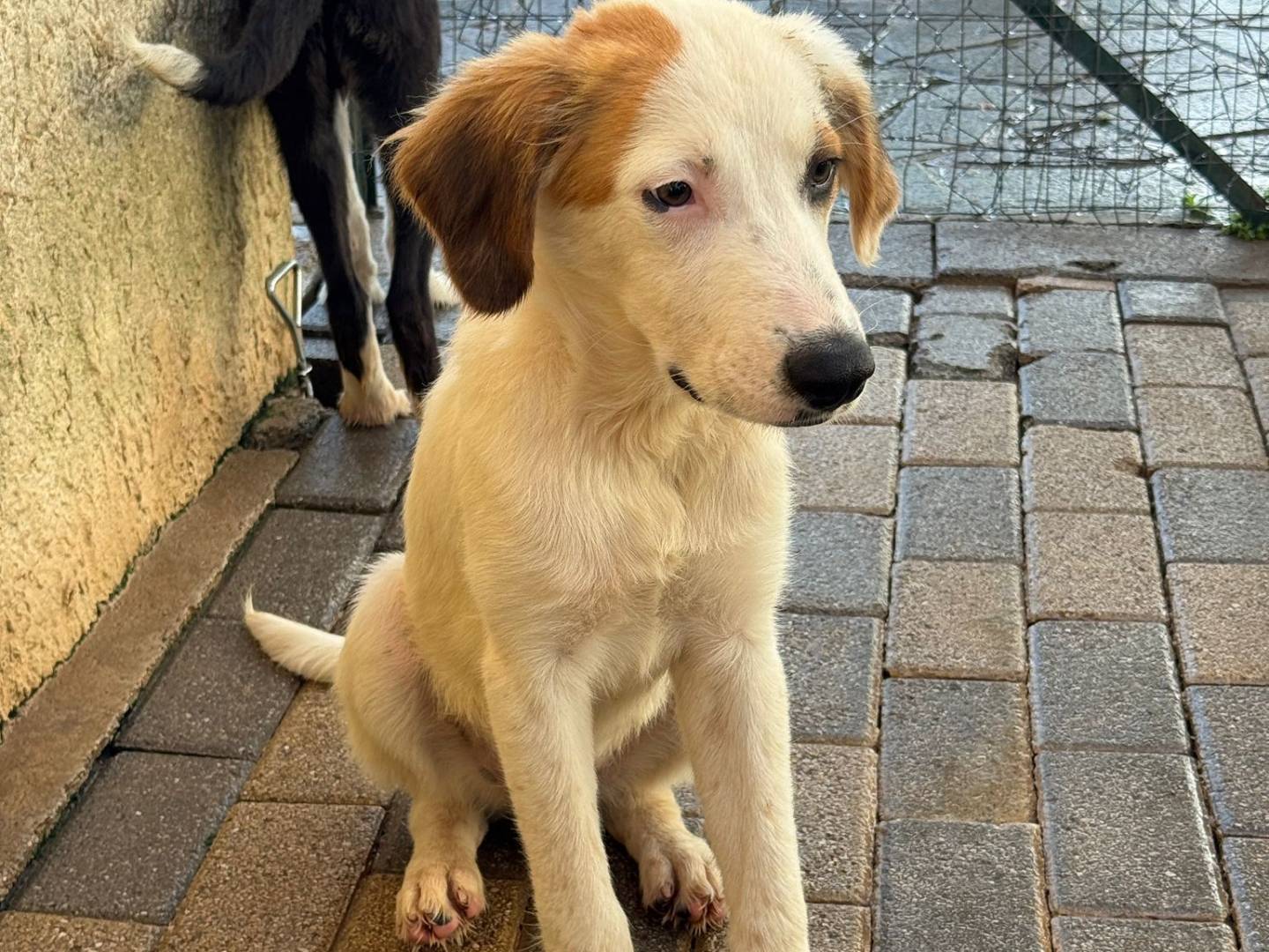 Adotta il cane Gordon Skinn e Nevil a Salerno