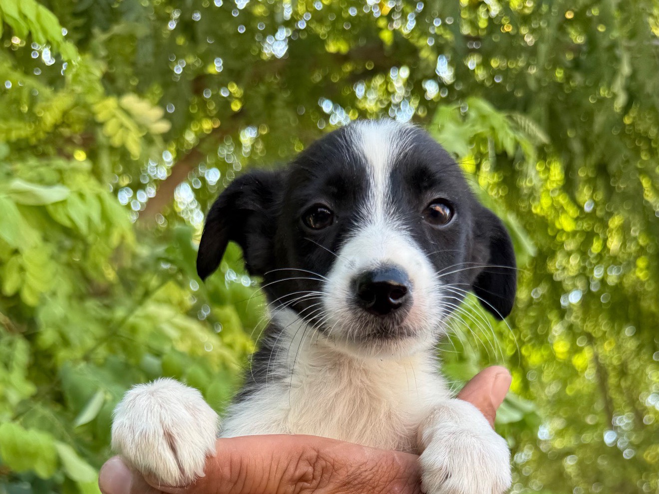 Adozione cane, femmina, Razza sconosciuta Razza sconosciuta, 3 mesi, taglia piccola, Matera
