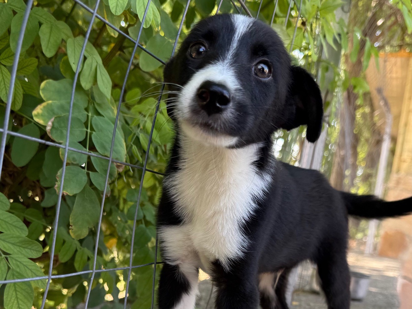 Adozione cane, maschio, Razza sconosciuta Razza sconosciuta, 3 mesi, taglia piccola, Matera