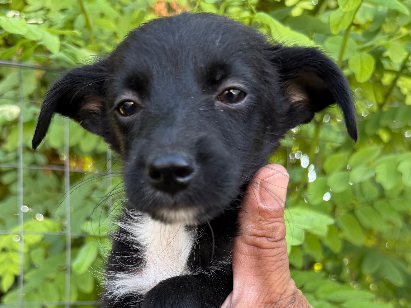 Adozione cane, femmina, Razza sconosciuta Razza sconosciuta, 3 mesi, taglia piccola, Matera