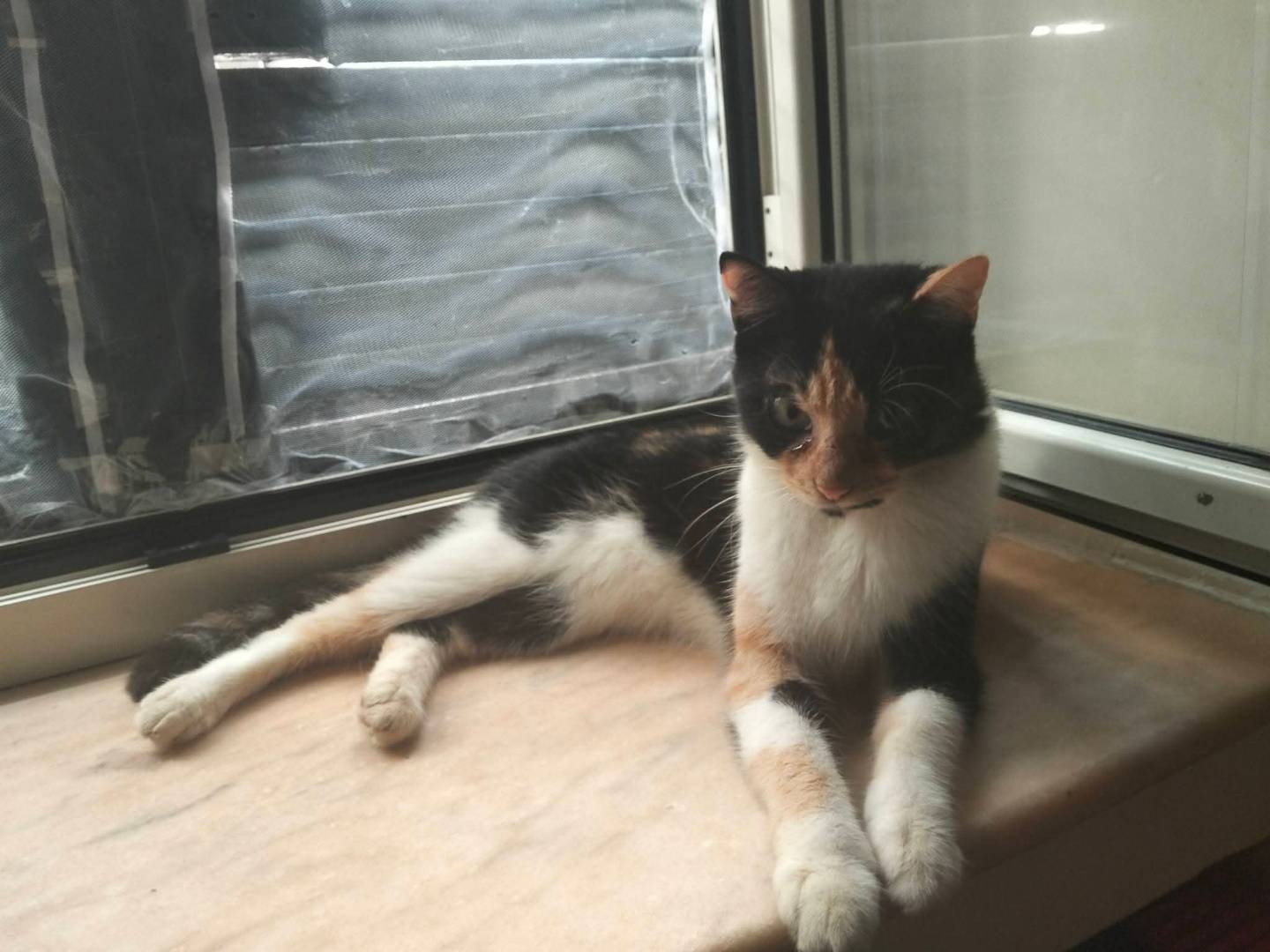 Adozione gatto, femmina, Razza sconosciuta Razza sconosciuta, 2 anni e 1 mese, taglia non valida, Napoli