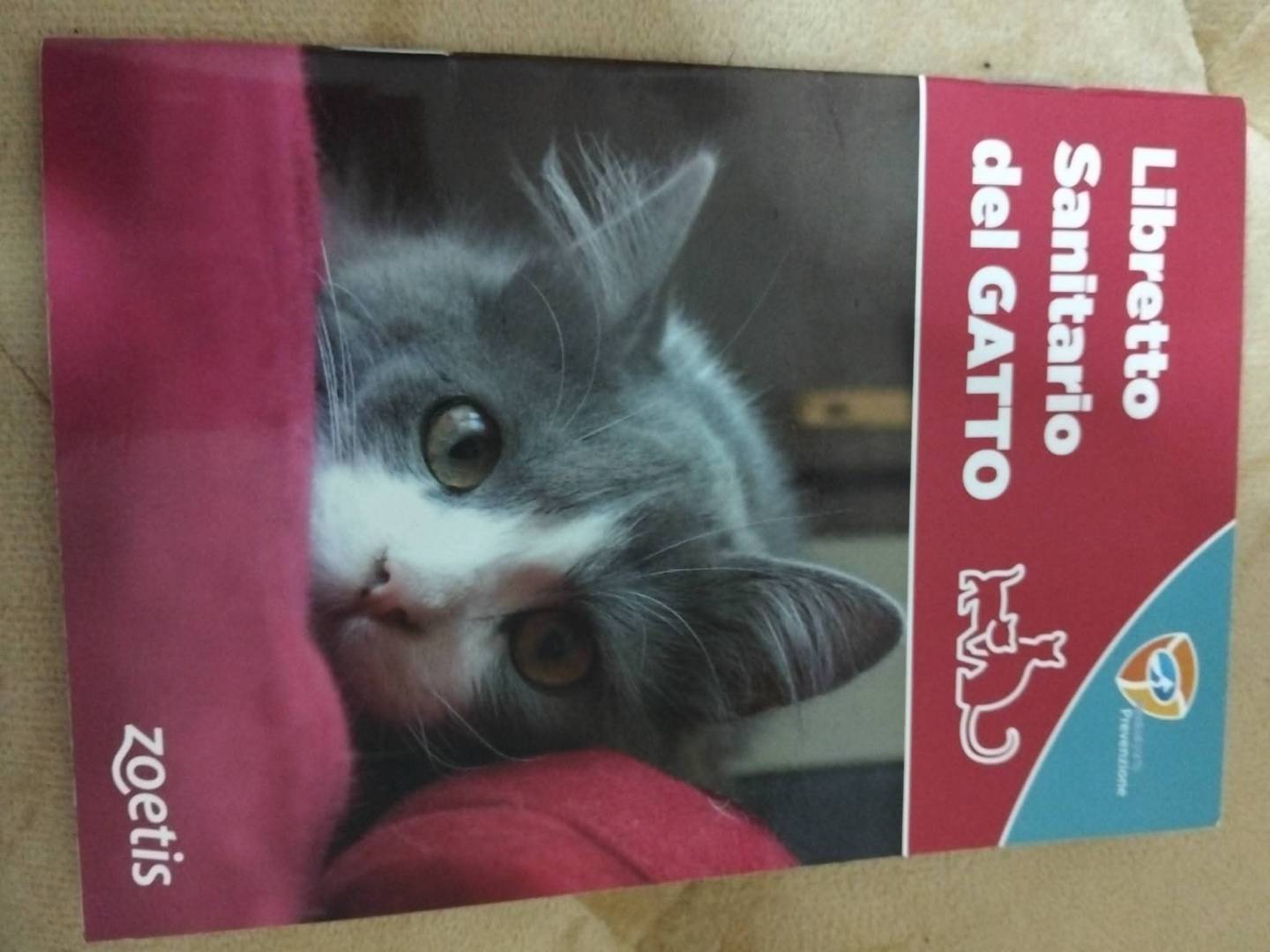Adotta un gatto, femmina, 2 anni e 1 mese, Napoli