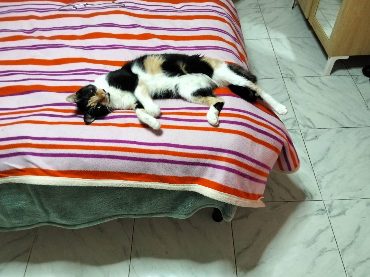 Adotta un gatto, taglia non valida, femmina, Napoli