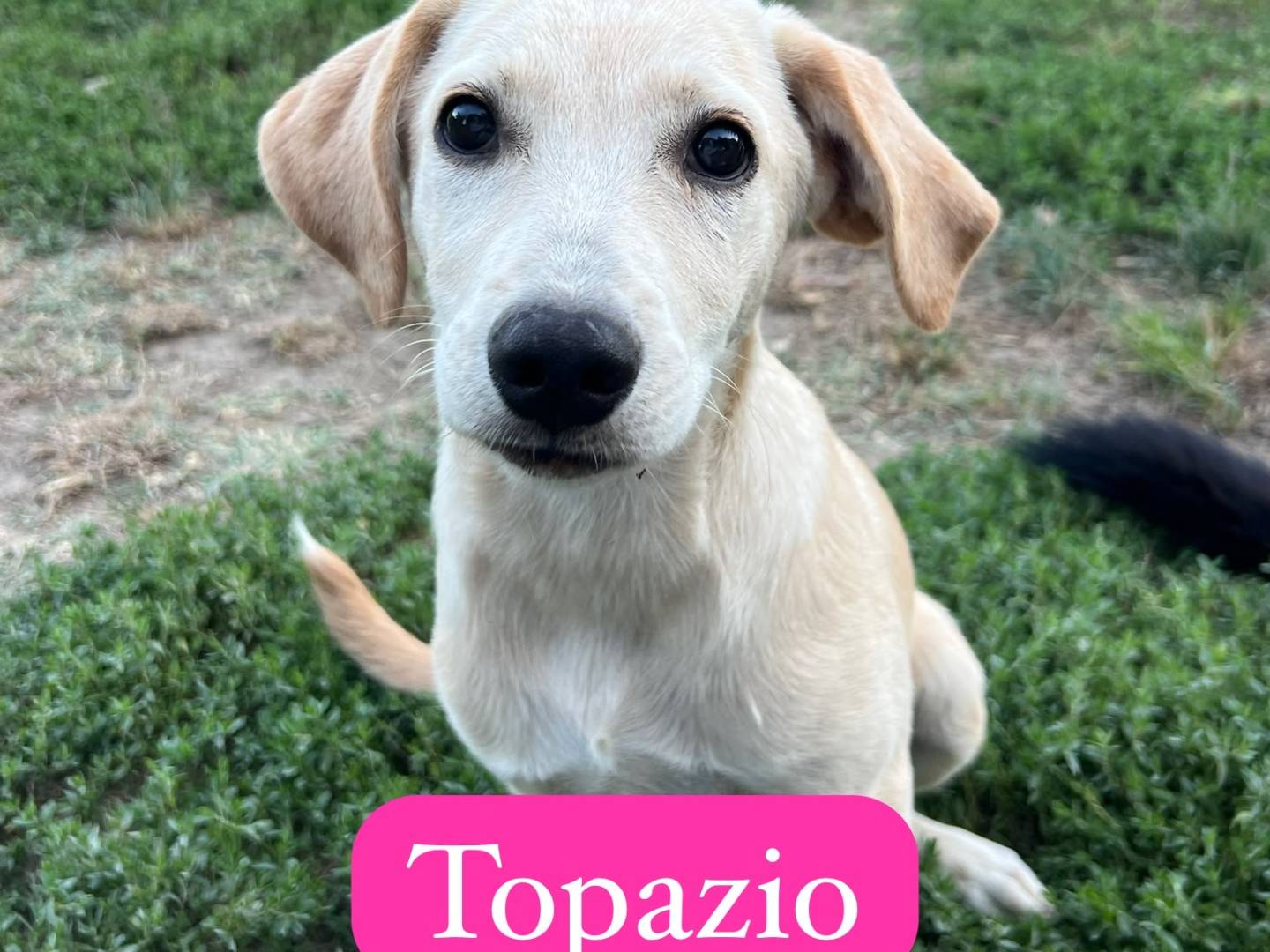 Adozione cane, maschio, Razza sconosciuta Razza sconosciuta, 5 mesi, taglia media contenuta, Avellino