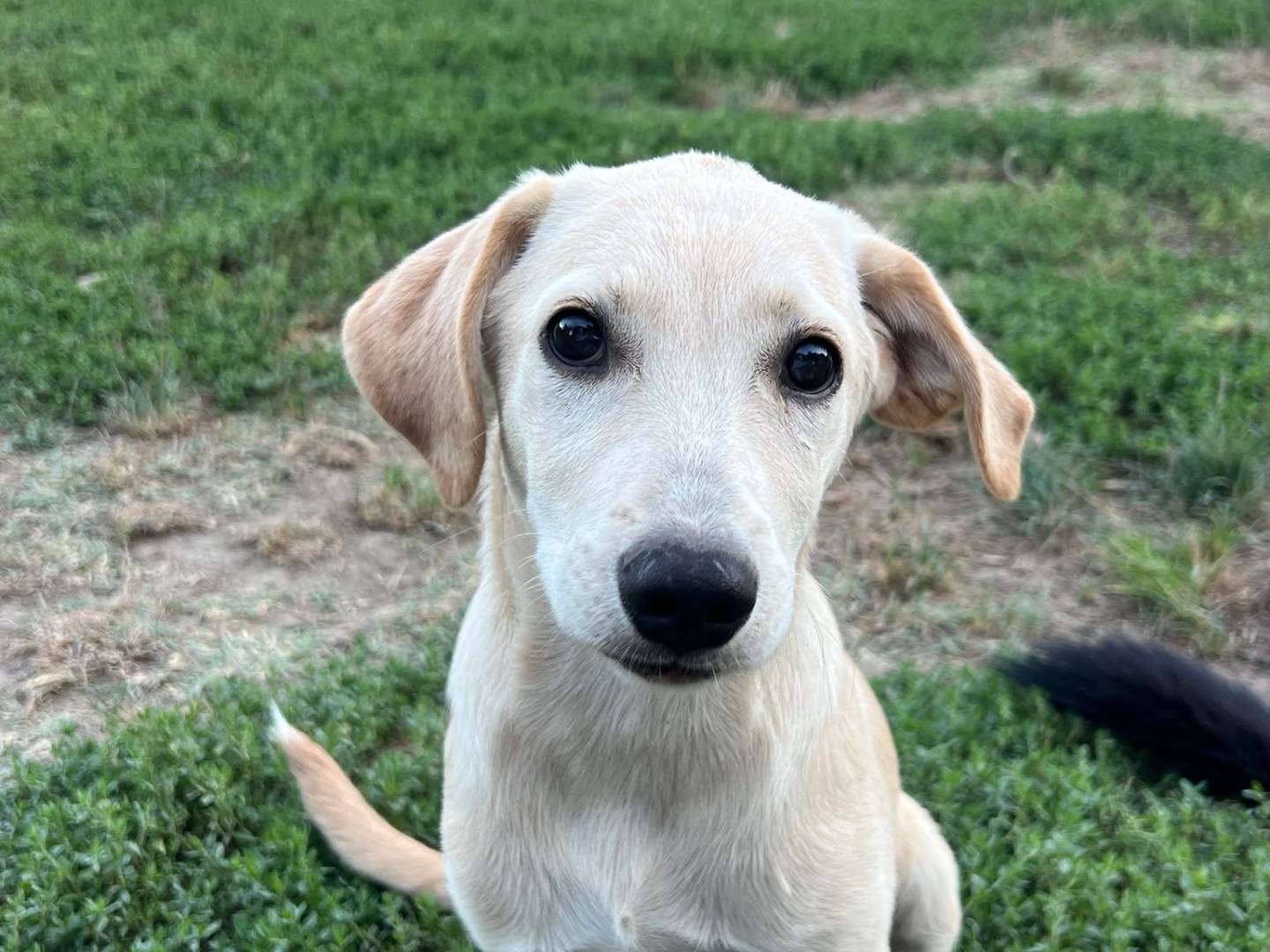 Adotta un cane, maschio, 5 mesi, Avellino