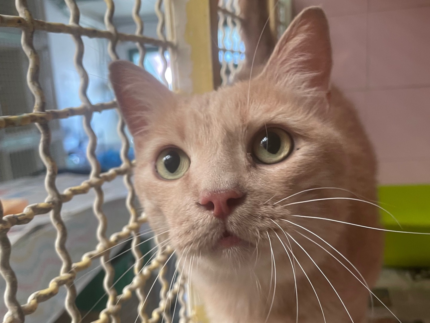 Adotta un gatto, maschio, 6 anni e 1 mese, Milano