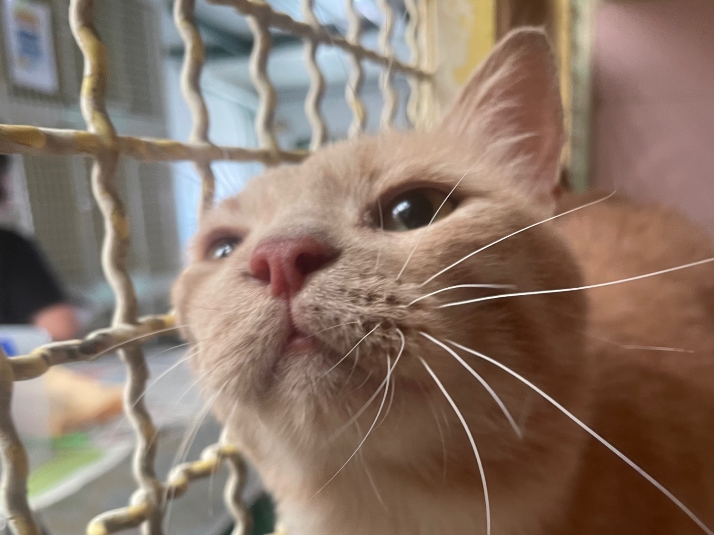 Adotta un gatto, taglia non valida, maschio, Milano