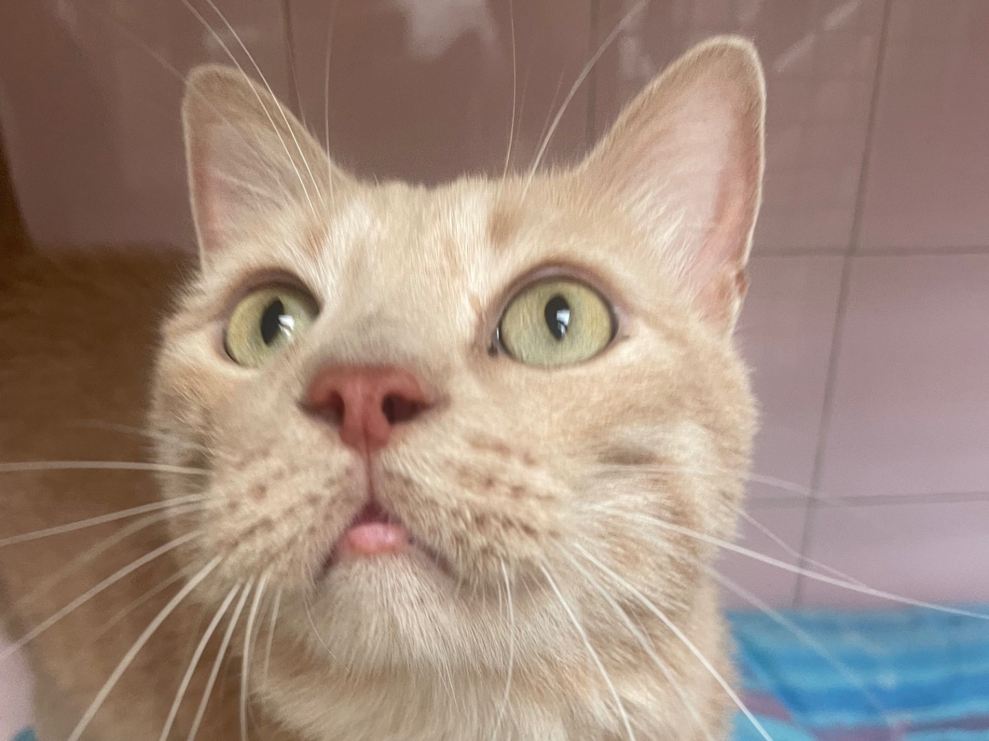 Vuoi adottare un gatto a Milano?