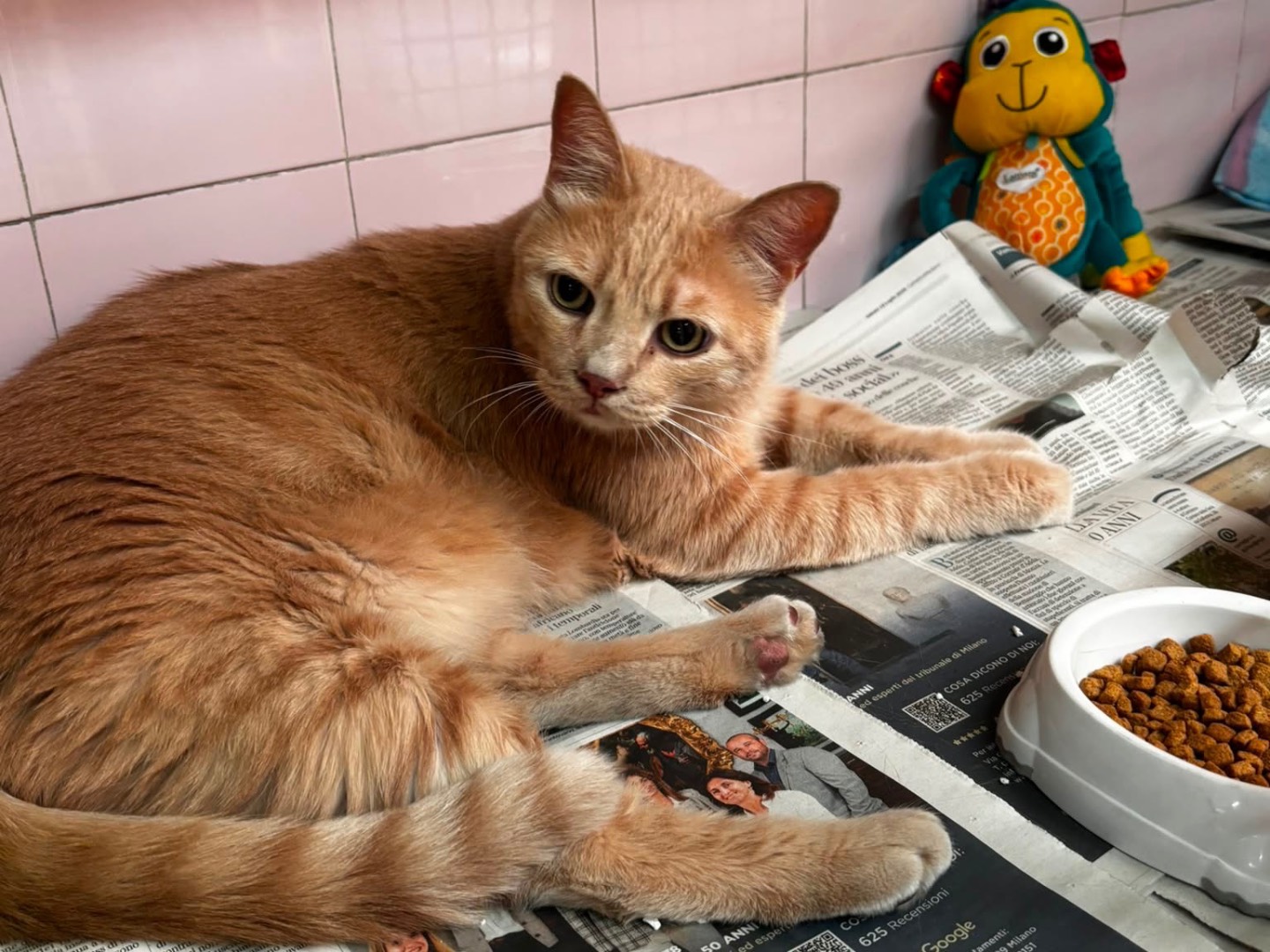 Adotta il gatto Maki a Milano