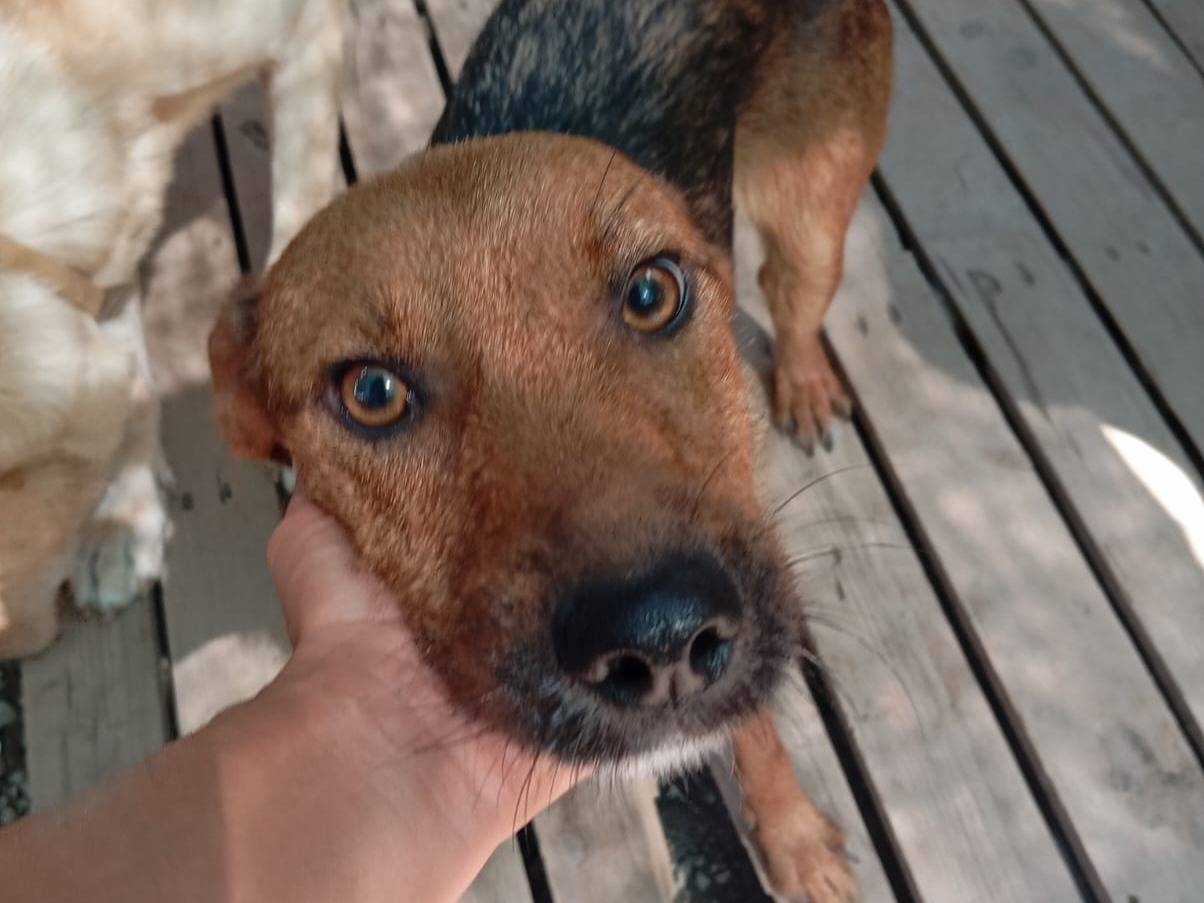 Adozione cane, femmina, Razza sconosciuta Razza sconosciuta, 1 anno e 8 mesi, taglia piccola, Caserta