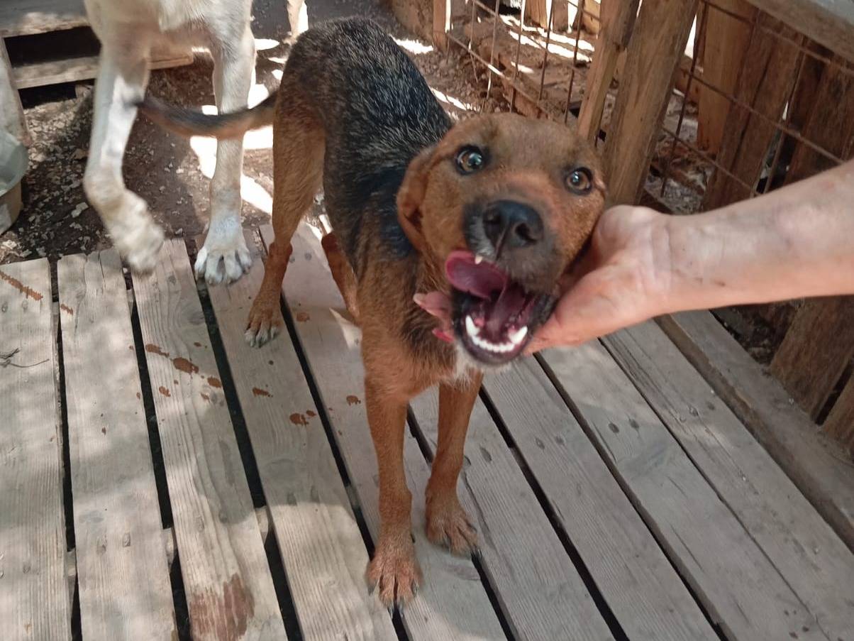 Adotta un cane, taglia piccola, femmina, Caserta