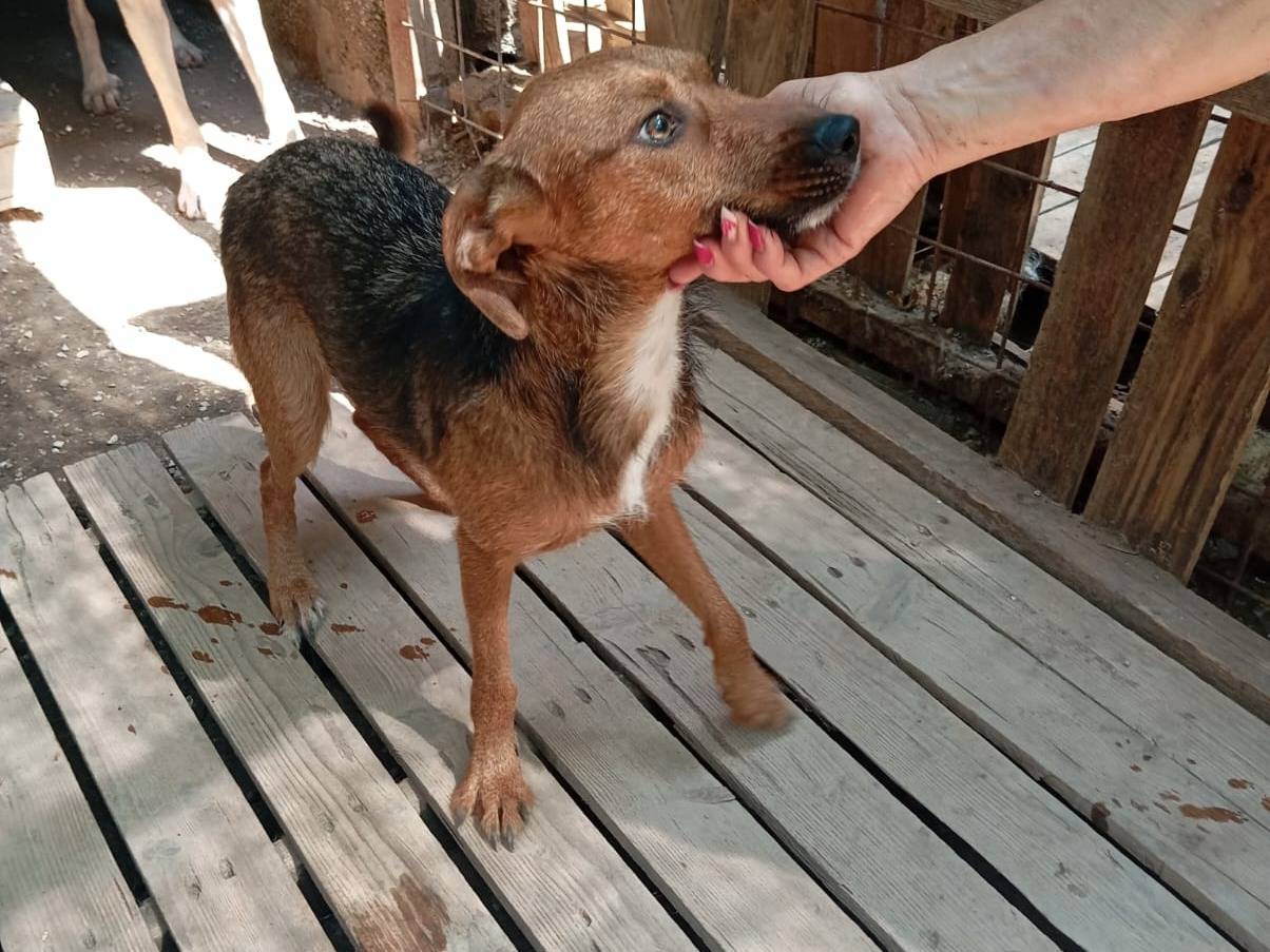 Vuoi adottare un cane a Caserta?