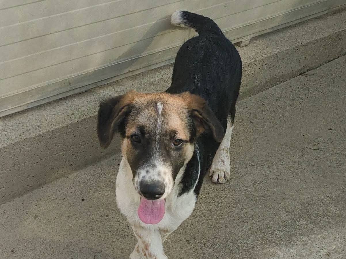 Adozione cane, maschio, Razza sconosciuta Razza sconosciuta, 5 mesi, taglia media, Milano