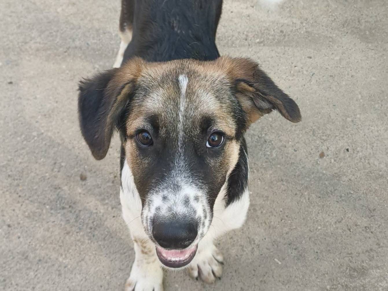 Adotta un cane, maschio, 5 mesi, Milano