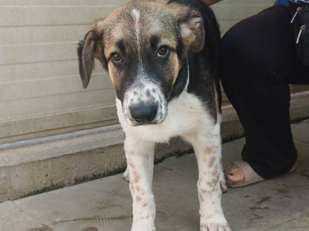Adotta un cane, taglia media, maschio, Milano