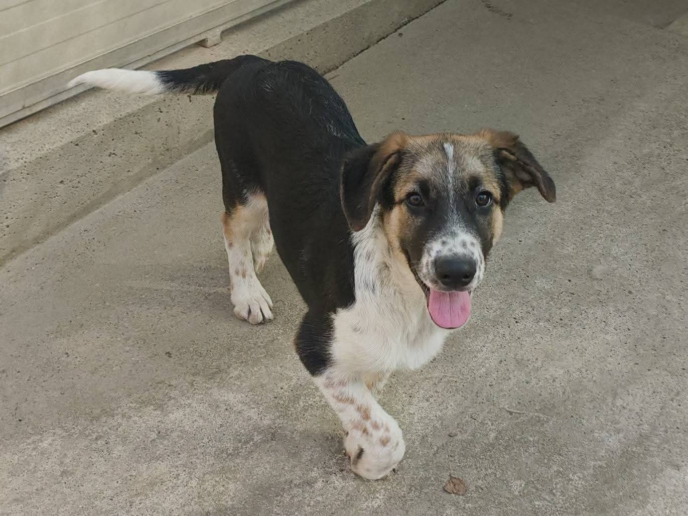 Vuoi adottare un cane a Milano?