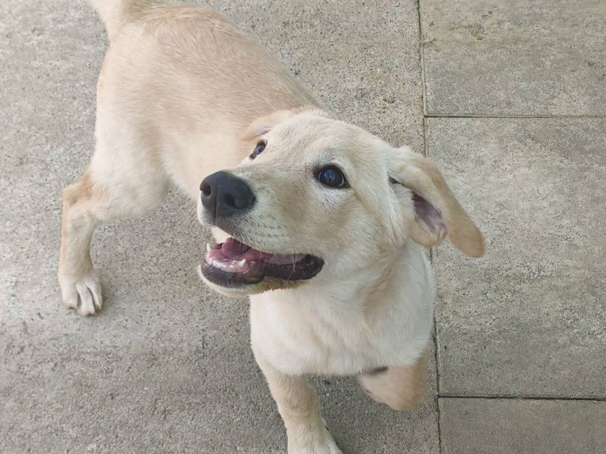 Adozione cane, femmina, Razza sconosciuta Razza sconosciuta, 5 mesi, taglia media, Milano