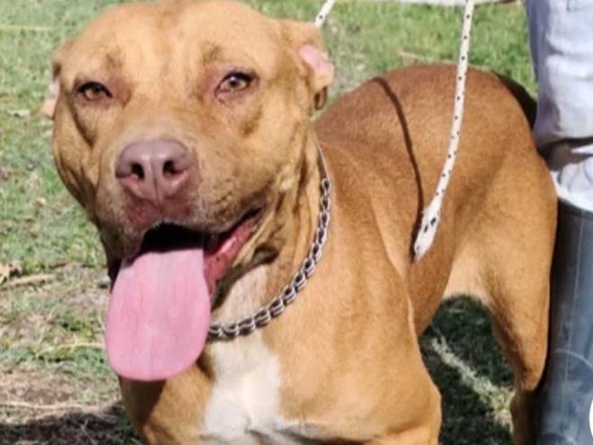 Adozione cane, femmina, Pitbull Razza sconosciuta, 2 anni e 3 mesi, taglia media, Varese