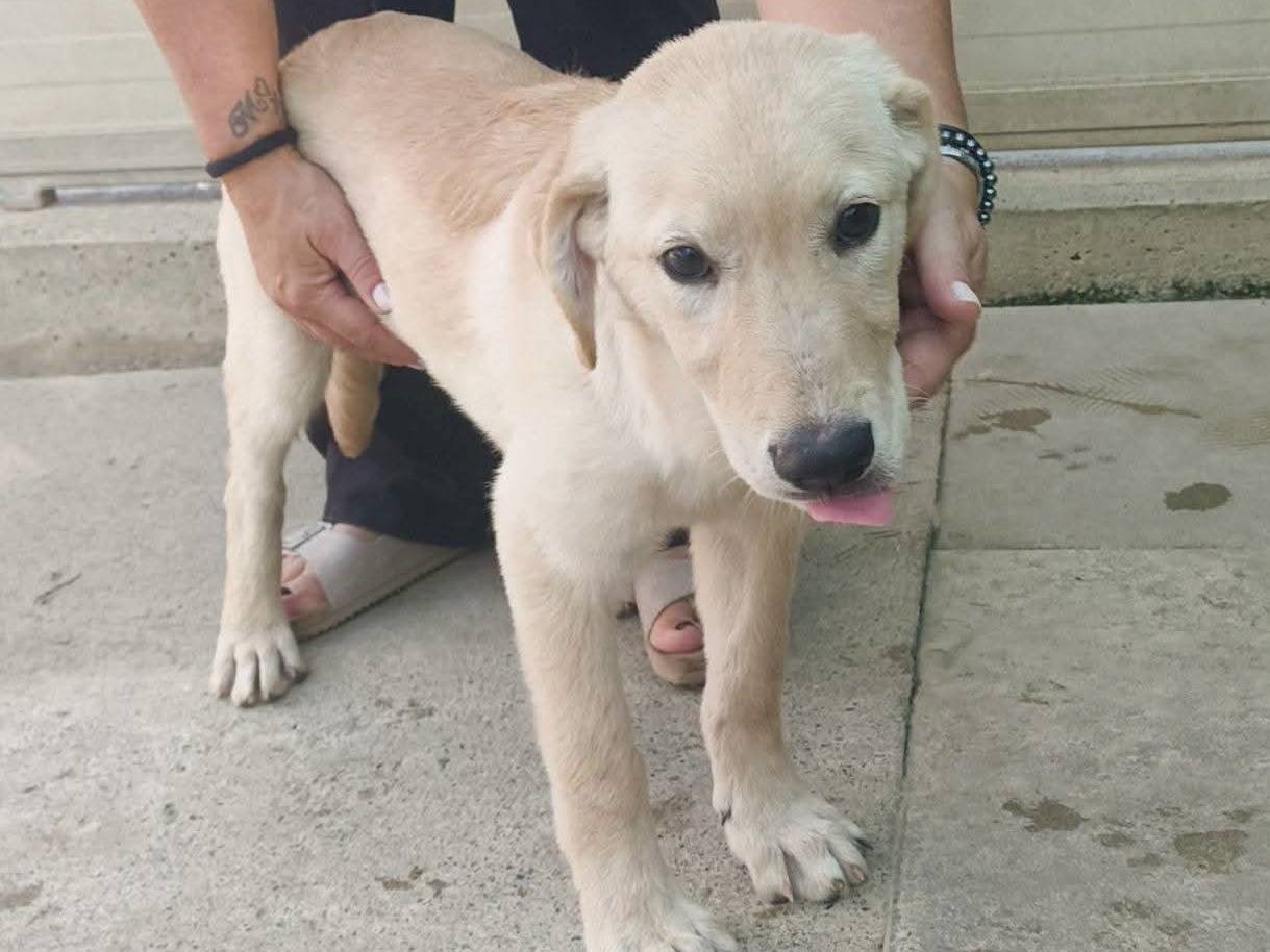 Adotta un cane, femmina, 5 mesi, Milano