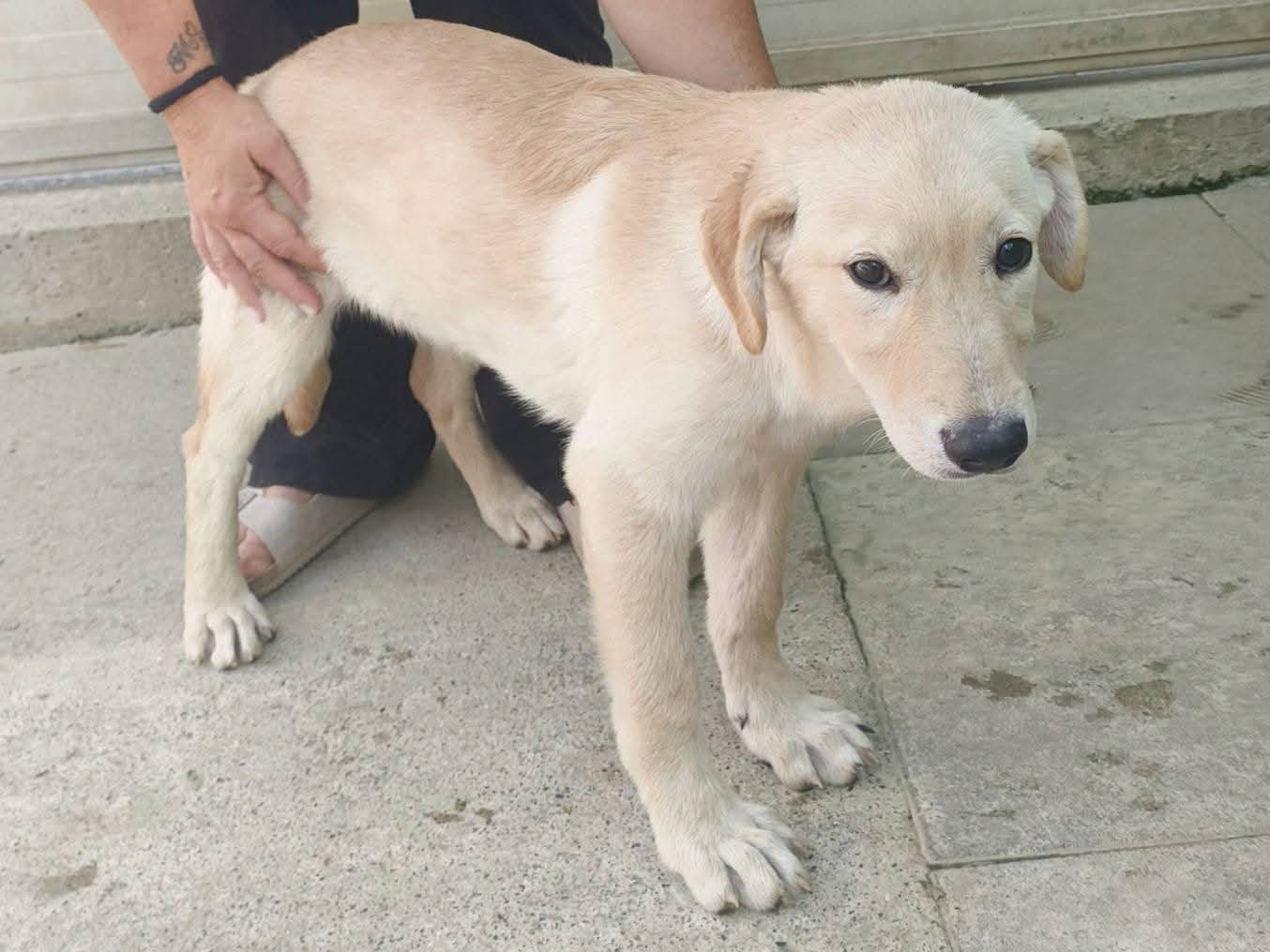 Adotta un cane, taglia media, femmina, Milano