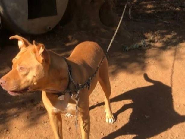 Adotta un cane, femmina, 2 anni e 3 mesi, Varese