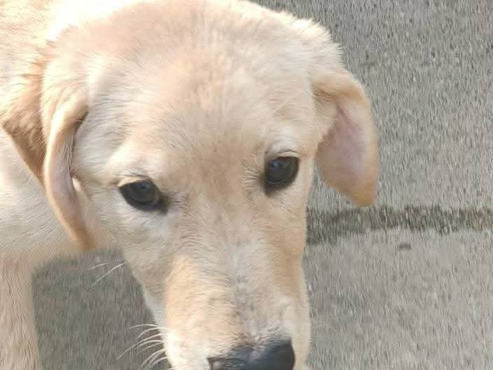 Vuoi adottare un cane a Milano?