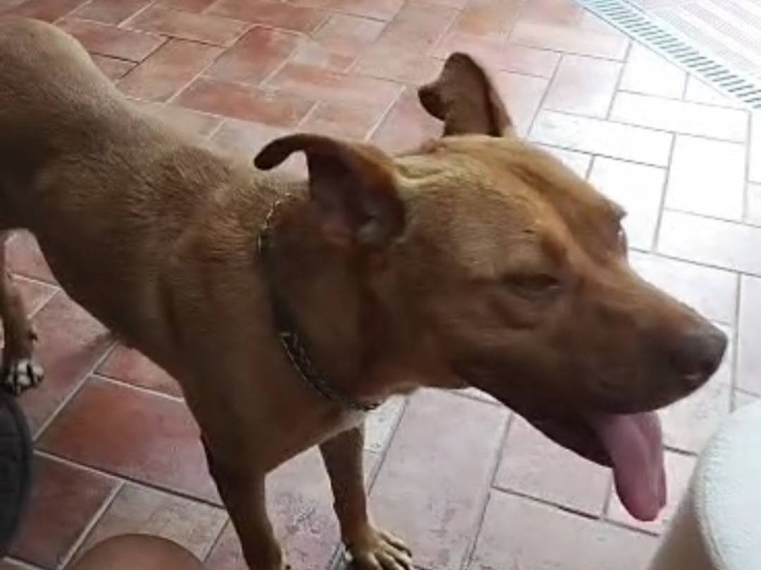 Adotta un cane, taglia media, femmina, Varese