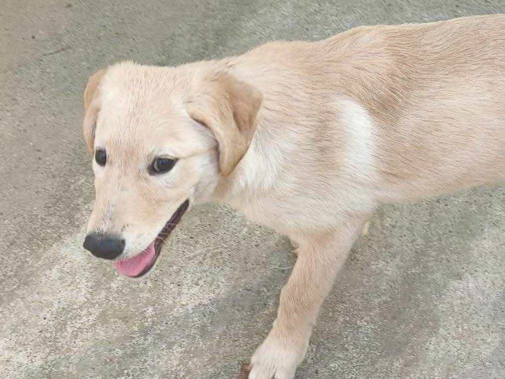 Adotta il cane Kaia a Milano