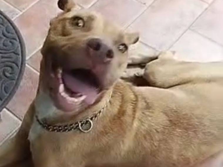 Vuoi adottare un cane a Varese?