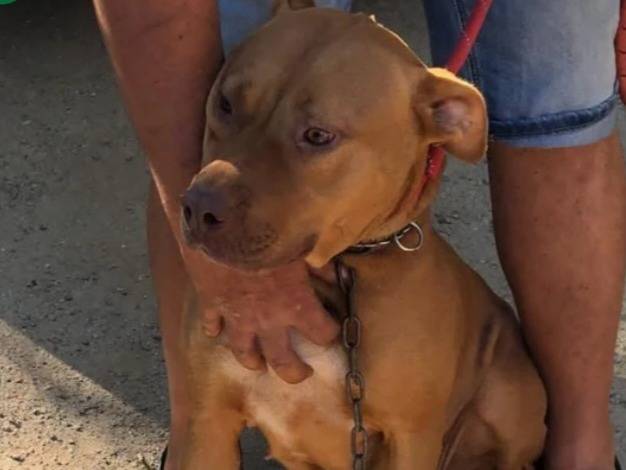 Adotta il cane Tecla a Varese