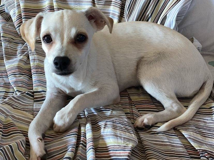 Adotta un cane, femmina, 5 mesi, Milano