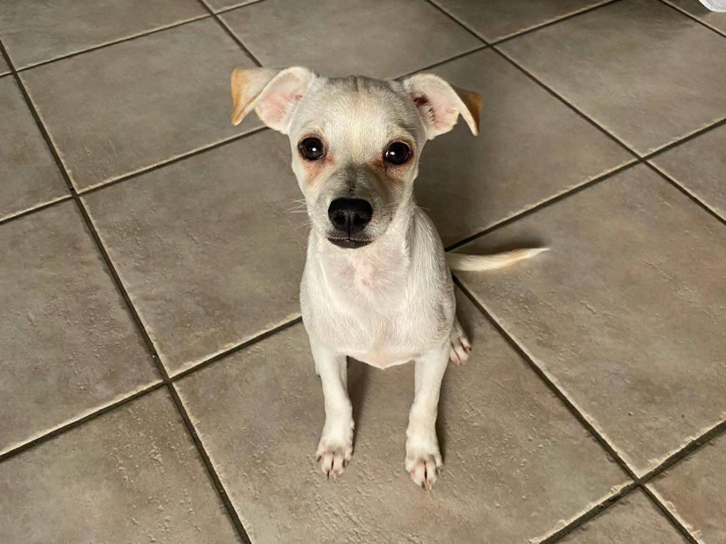 Adotta un cane, taglia piccola, femmina, Milano