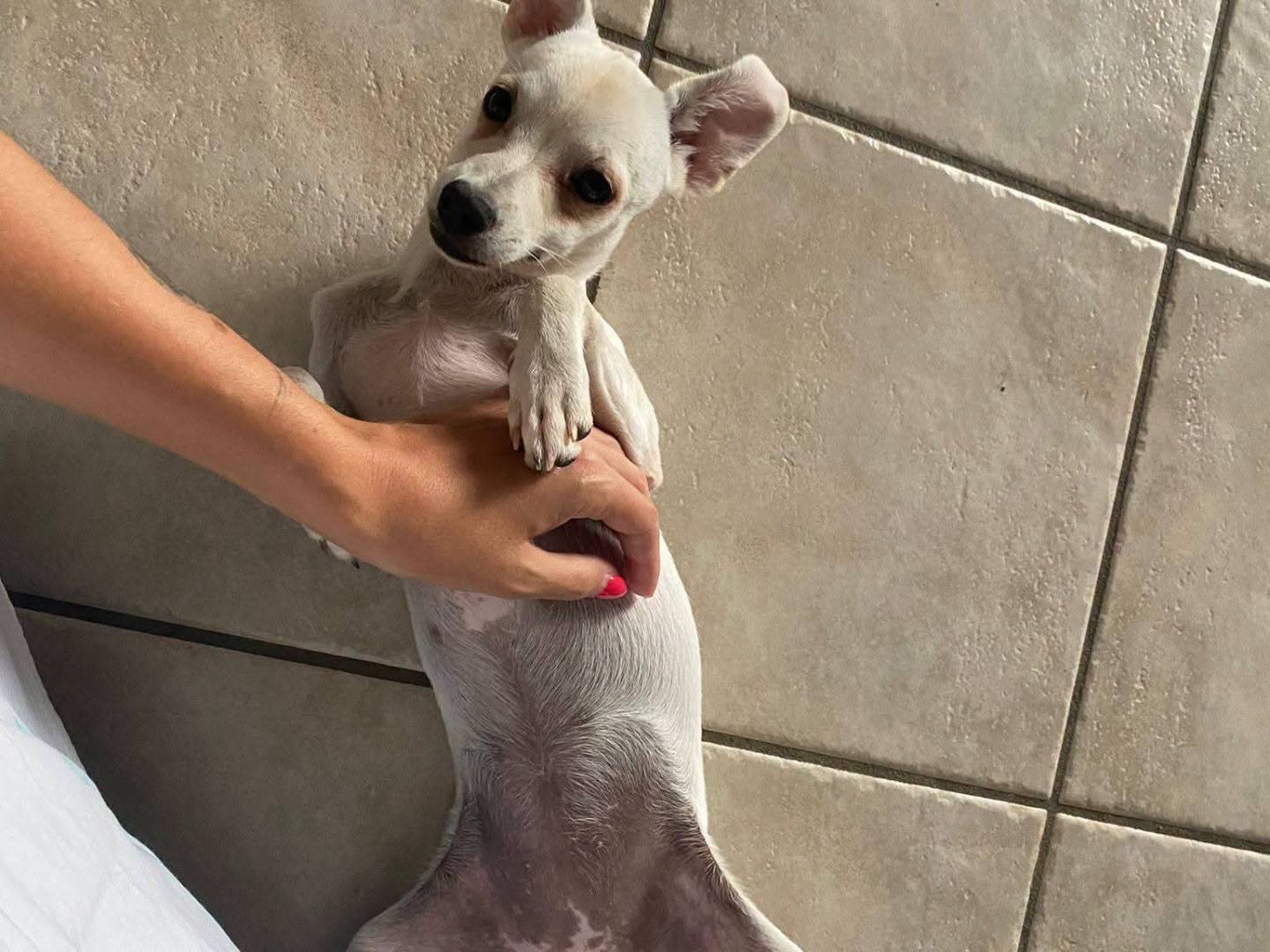 Vuoi adottare un cane a Milano?