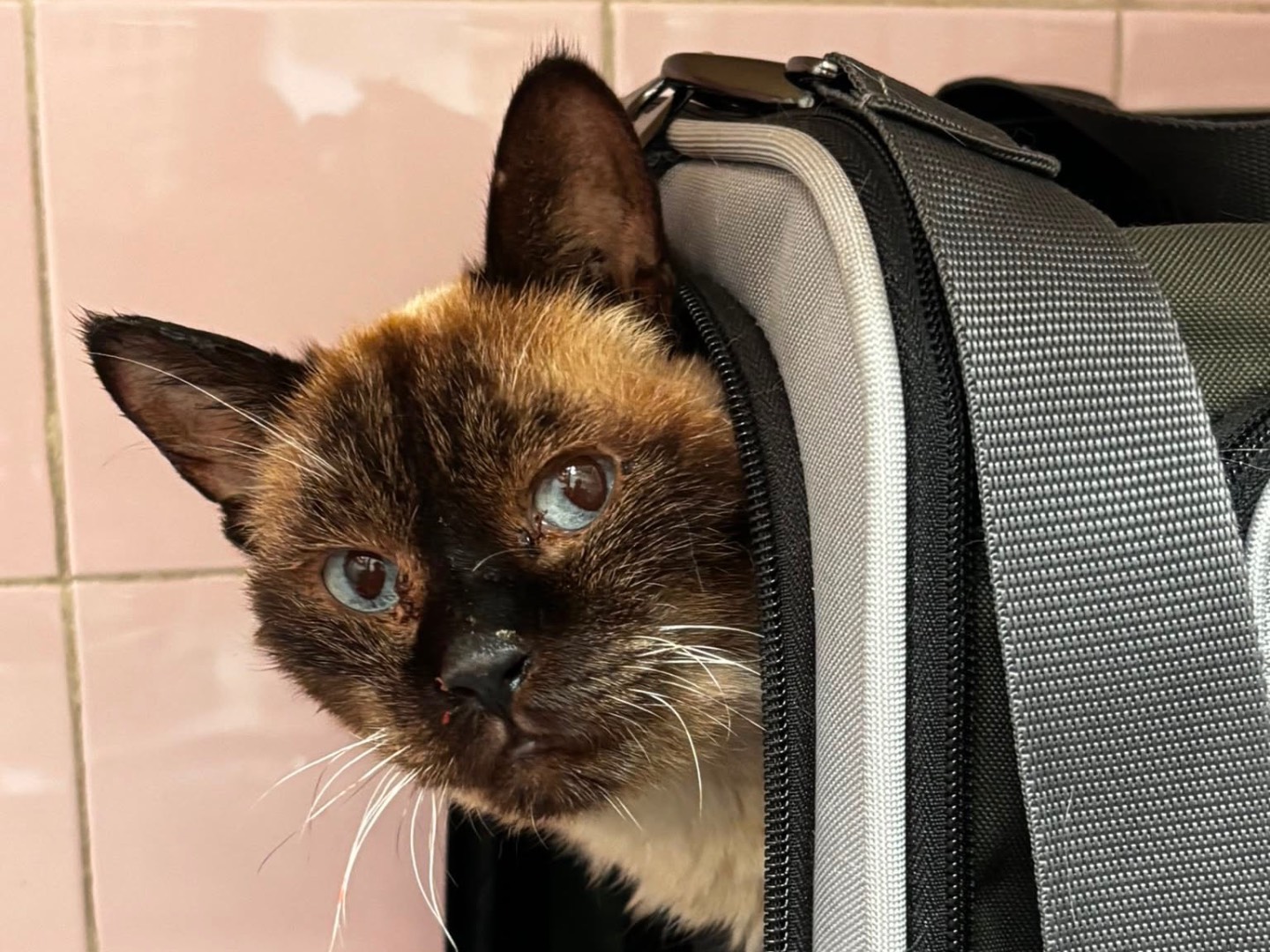 Adozione gatto, femmina, Siamese Razza sconosciuta, 10 anni e 2 mesi, taglia non valida, Milano