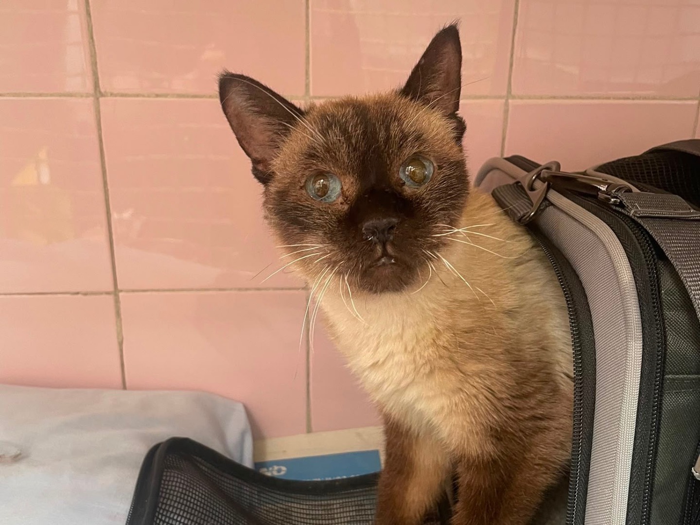 Adotta un gatto, femmina, 10 anni e 2 mesi, Milano