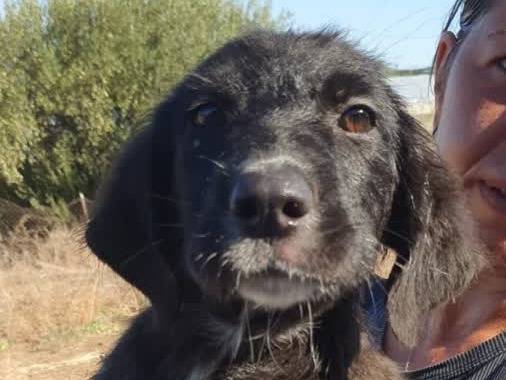 Adozione cane, femmina, Golden Retriever Razza sconosciuta, 3 mesi, taglia media, Padova
