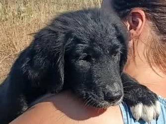 Adotta un cane, femmina, 3 mesi, Padova