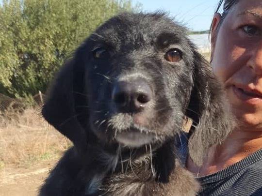 Adotta un cane, taglia media, femmina, Padova