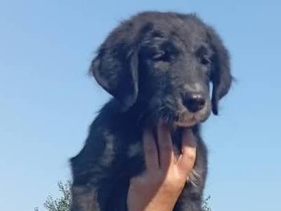 Vuoi adottare un cane a Padova?