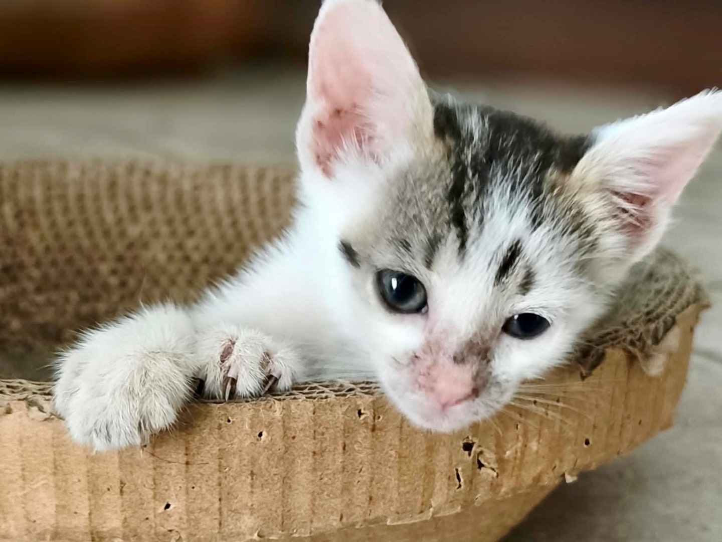 Adotta un gatto, taglia non valida, maschio, Latina