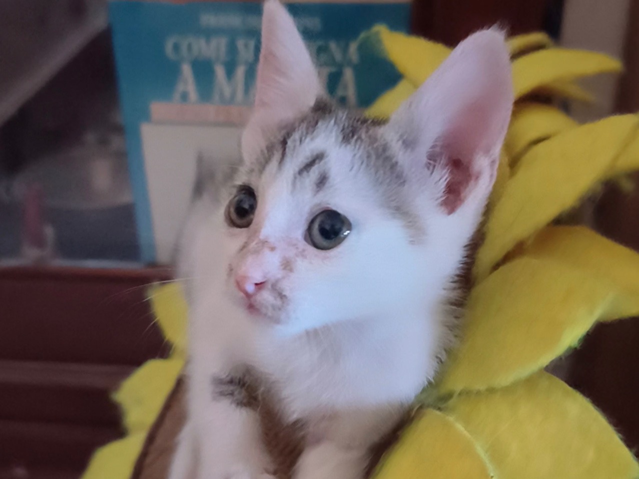 Adotta il gatto Miky a Latina