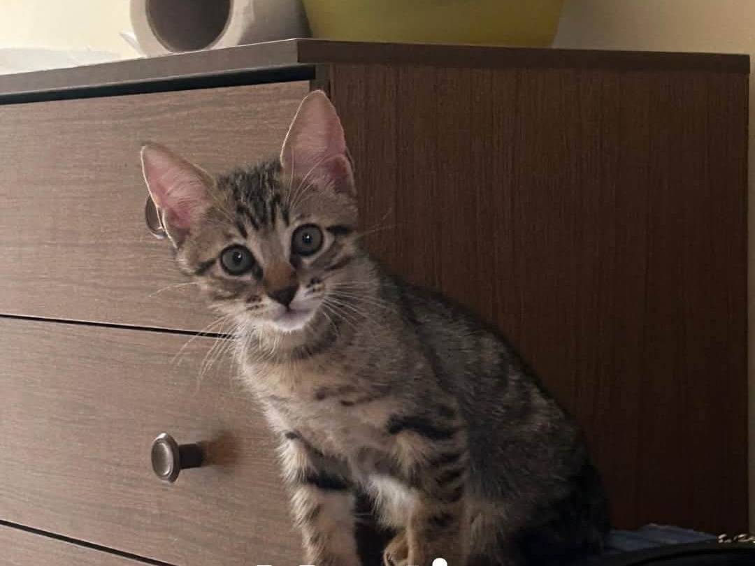 Adozione gatto, femmina, Razza sconosciuta Razza sconosciuta, 3 mesi, taglia non valida, Bari