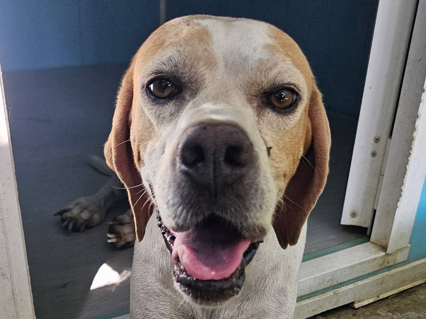 Adozione cane, femmina, Pointer Razza sconosciuta, 6 anni e 6 mesi, taglia media, Pavia
