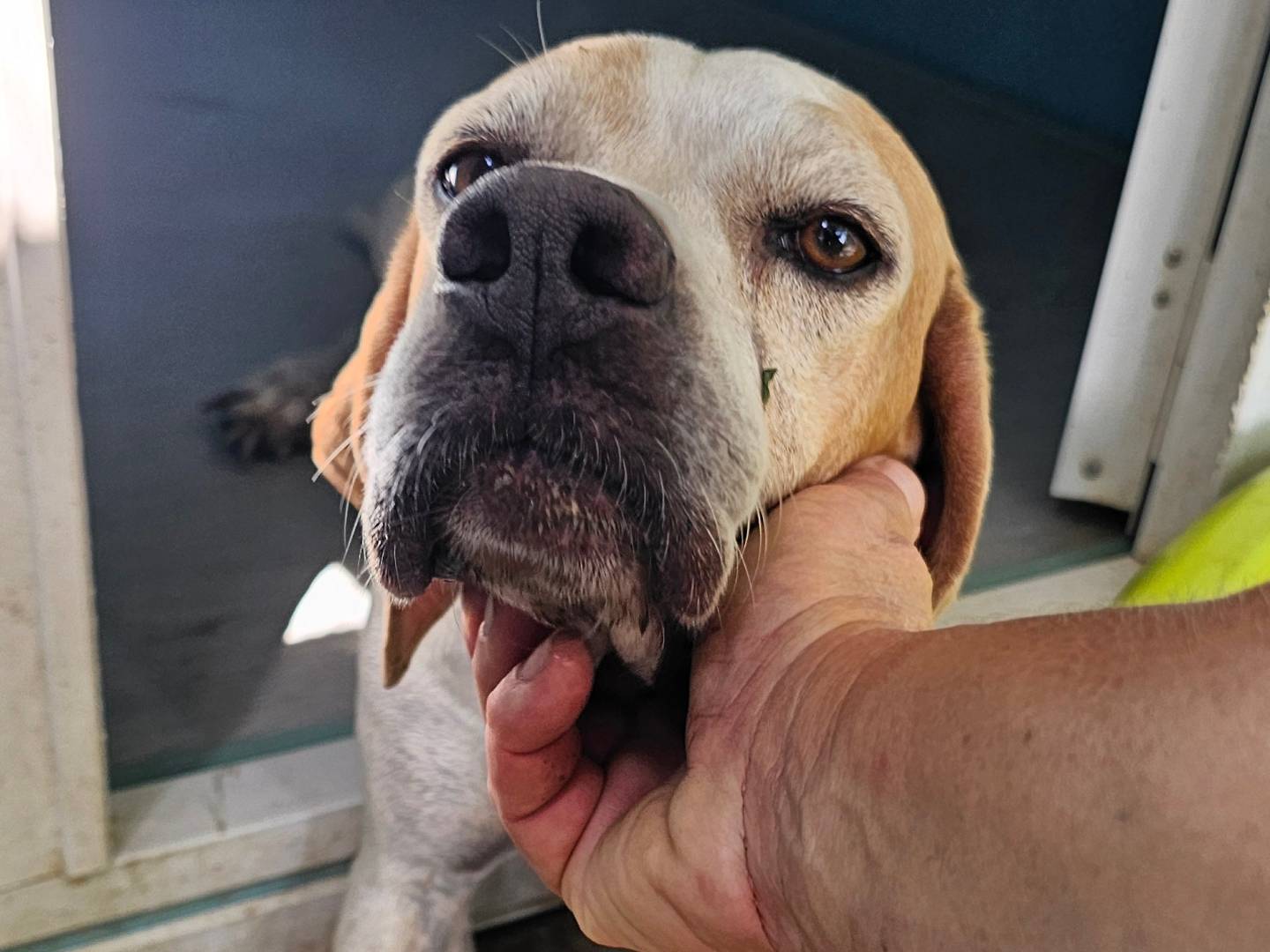 Adotta un cane, femmina, 6 anni e 6 mesi, Pavia